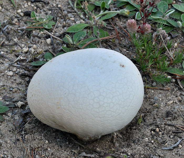 Calvatia_utriformis_bm2667