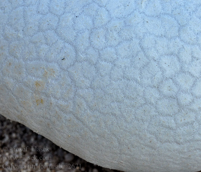 Hasen-Stäubling Calvatia utriformis Lycoperdon utriforme