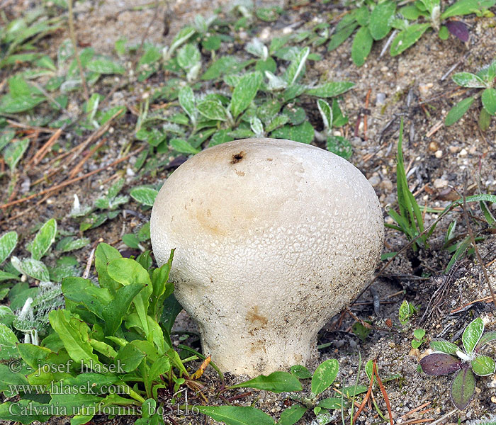 Purchawka oczkowata Rozpadavec dlabaný Calvatia utriformis