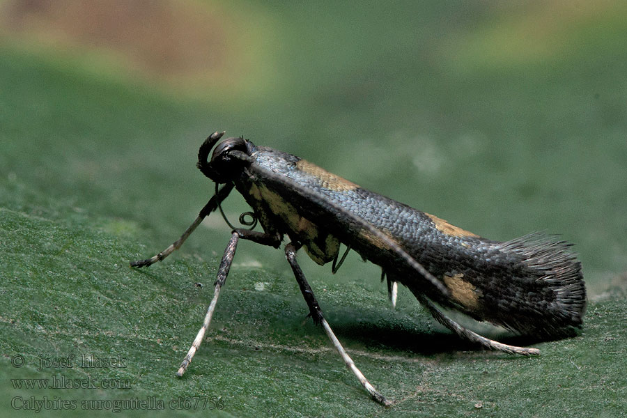 Calybites auroguttella Моль-пестрянка зверобойная