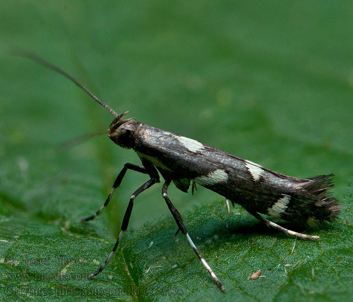 Psotka horčiaková Calybites phasianipennella