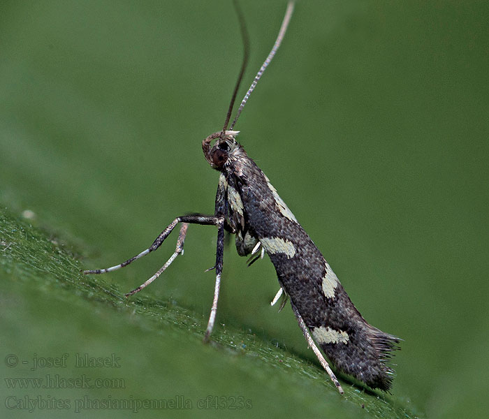 Viervleksteltmot Calybites phasianipennella