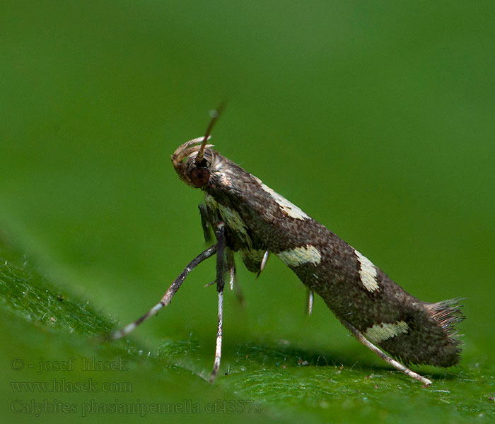 Videörtsstyltmal Calybites phasianipennella