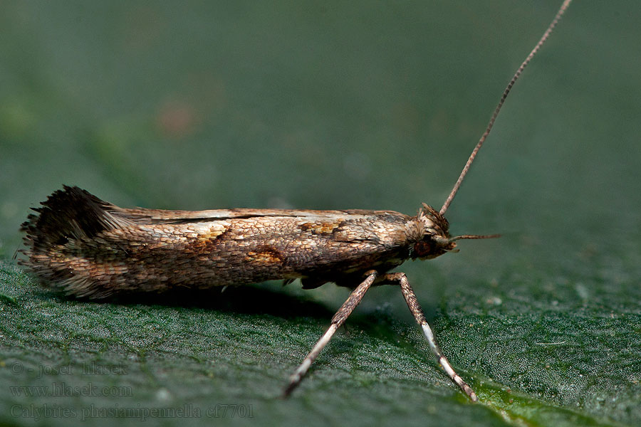 Tine phasianipennella