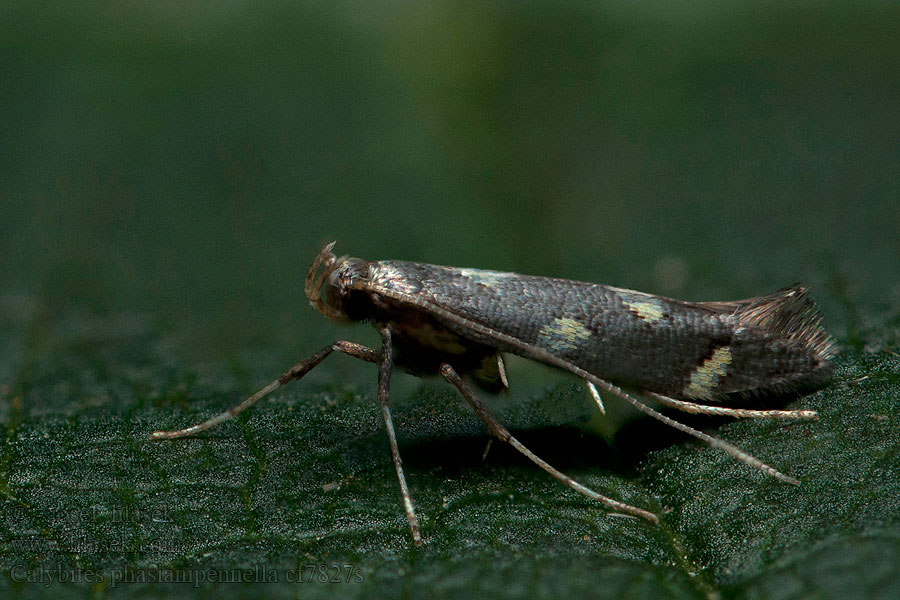 Calybites phasianipennella Psotka horčiaková