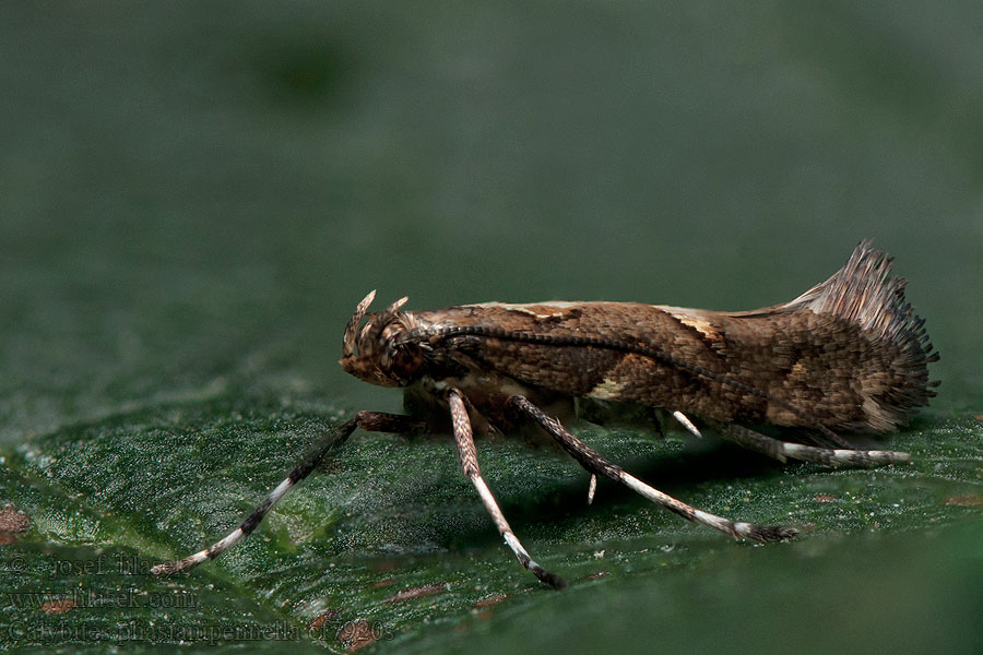 Calybites phasianipennella Pileurtstyltemøl