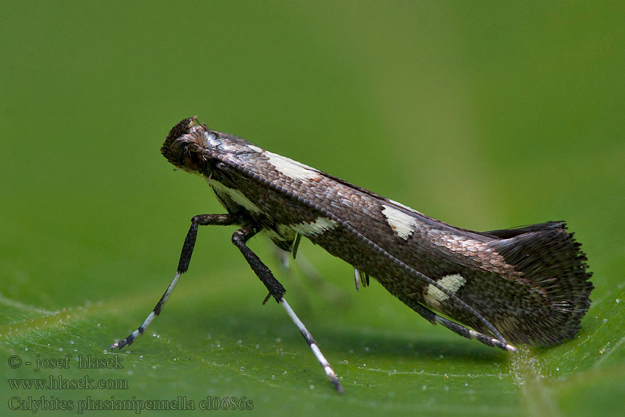 Calybites phasianipennella