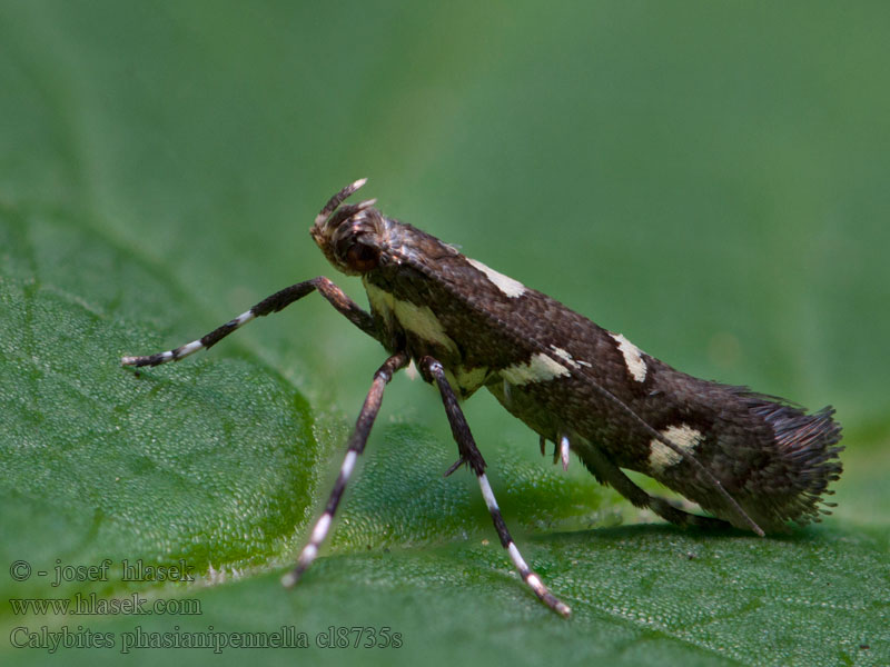 Calybites phasianipennella