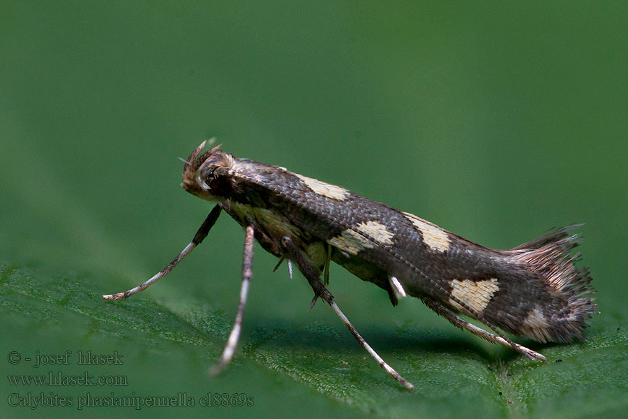 Calybites phasianipennella