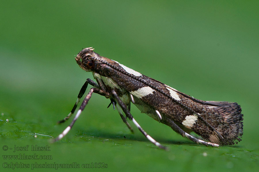 Calybites phasianipennella