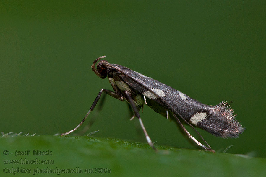 Calybites phasianipennella