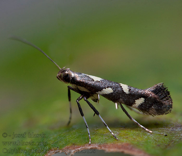 Calybites phasianipennella