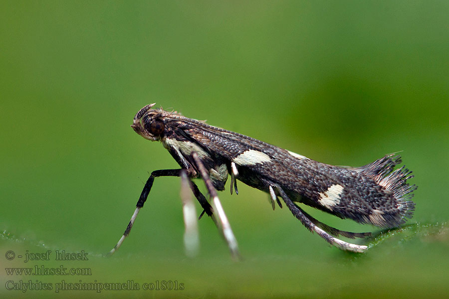 Calybites phasianipennella