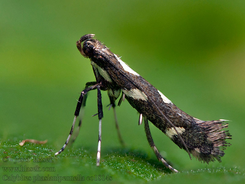 Calybites phasianipennella