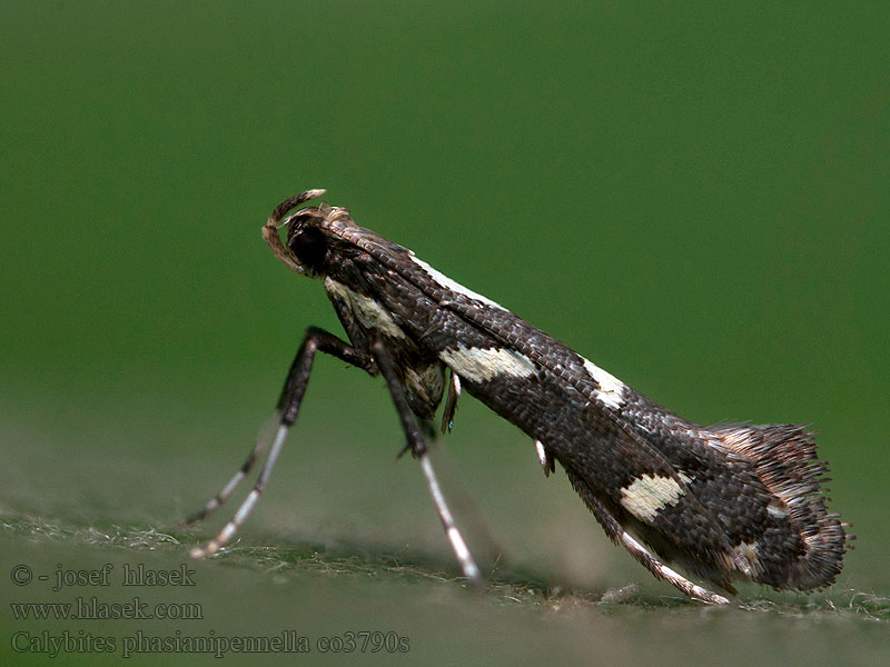 Calybites phasianipennella