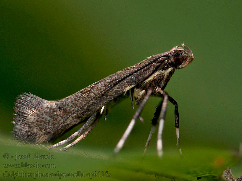 Calybites phasianipennella