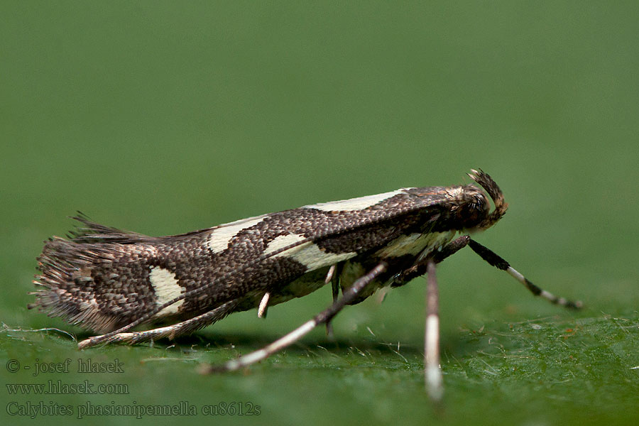 Calybites phasianipennella