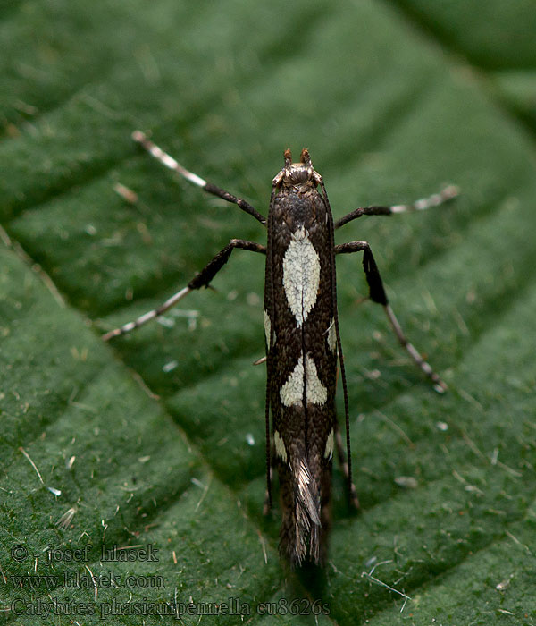 Calybites phasianipennella