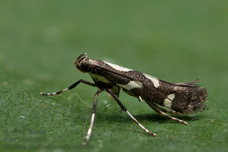 Calybites phasianipennella