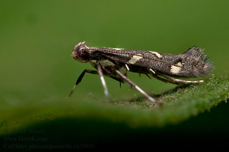 Calybites phasianipennella