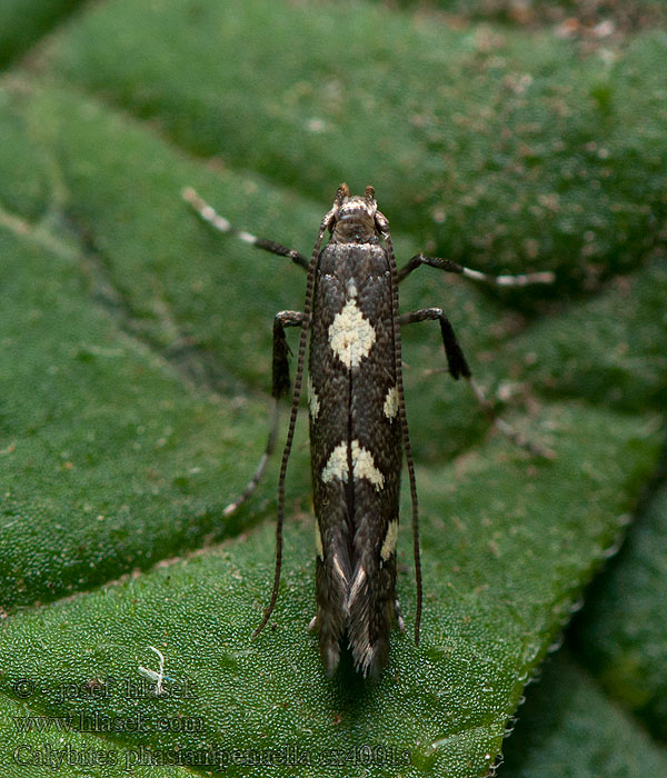 Calybites phasianipennella