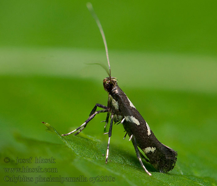 Calybites phasianipennella