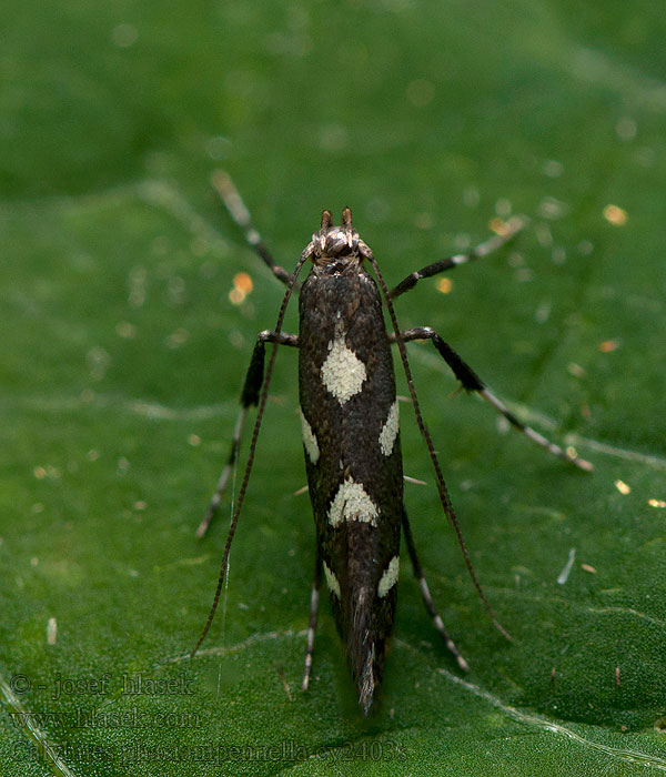 Calybites phasianipennella