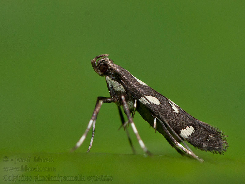 Calybites phasianipennella