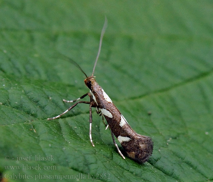 Calybites phasianipennella Tinea Psotka horčiaková