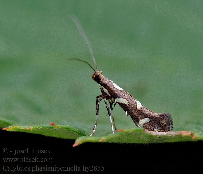 Calybites phasianipennella Viervleksteltmot