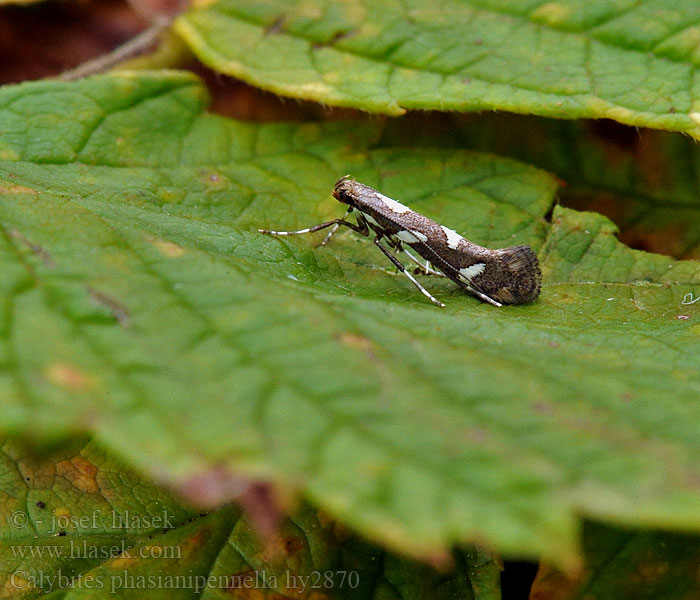 Calybites phasianipennella Videörtsstyltmal