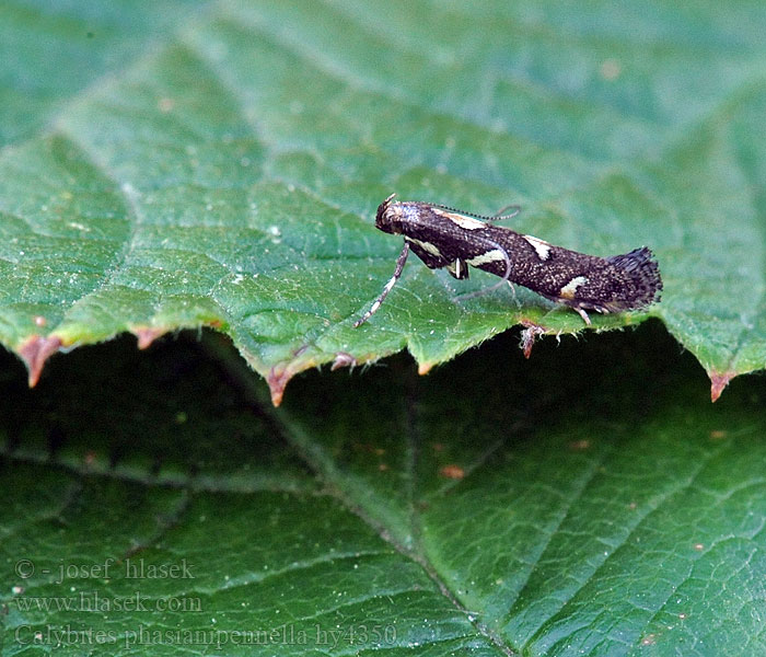 Calybites phasianipennella Pileurtstyltemøl