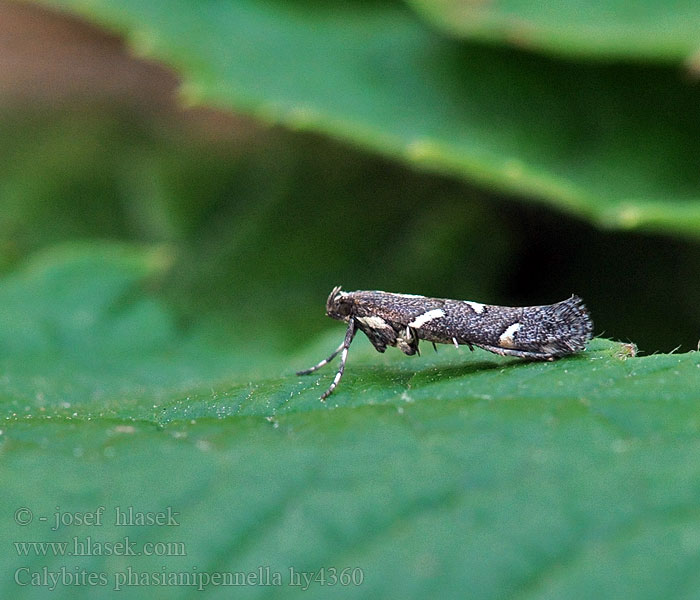 Psotka horčiaková Calybites phasianipennella