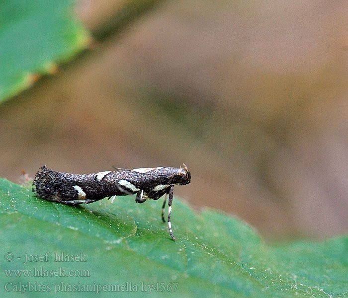 Viervleksteltmot Calybites phasianipennella