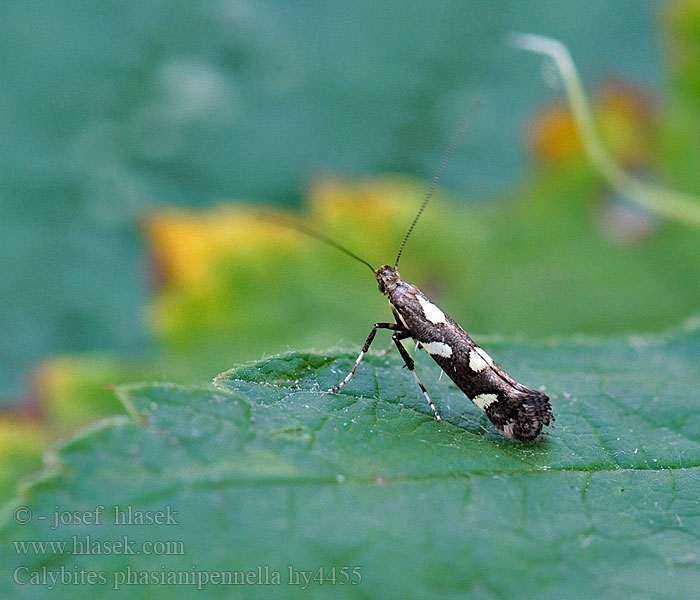 Videörtsstyltmal Calybites phasianipennella