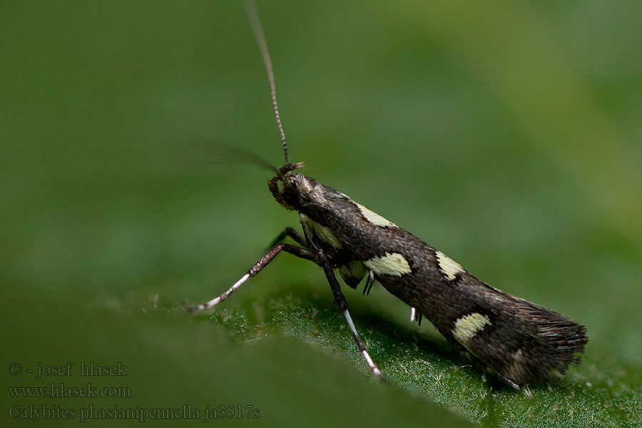 Calybites phasianipennella