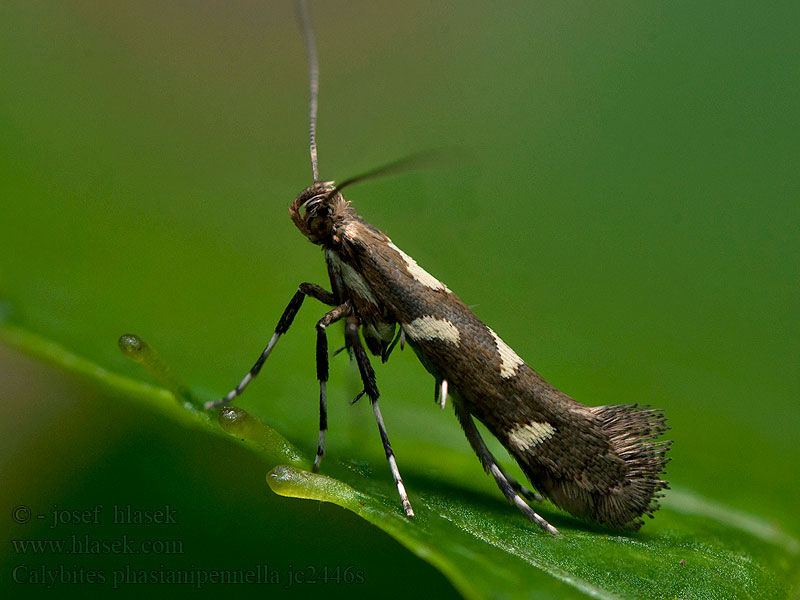 Calybites phasianipennella