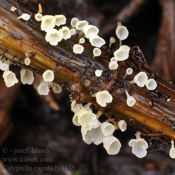 Calyptella capula Cyphella laeta Číšoveček kápovitý