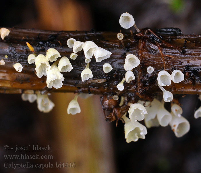 Calyptella capula bj4446