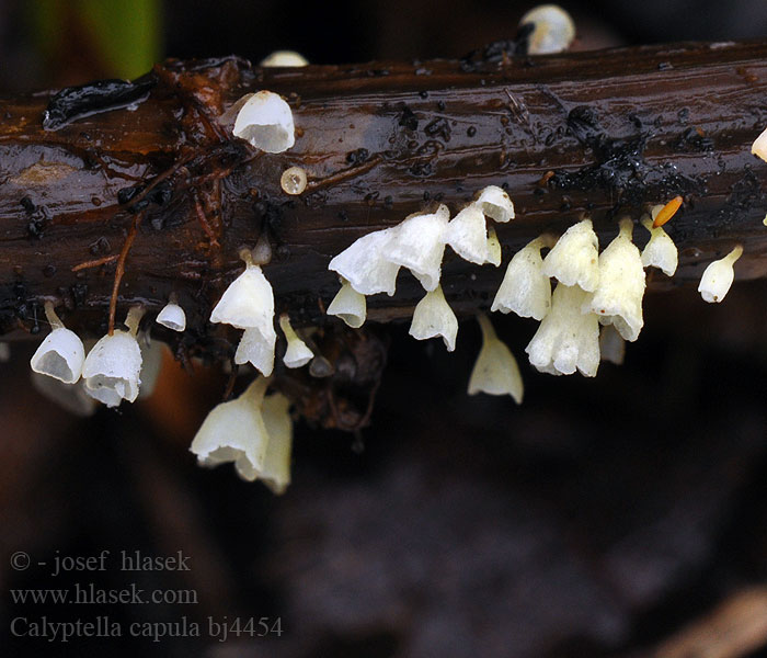 Calyptella capula bj4454