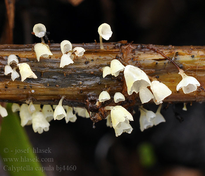 Calyptella capula bj4460