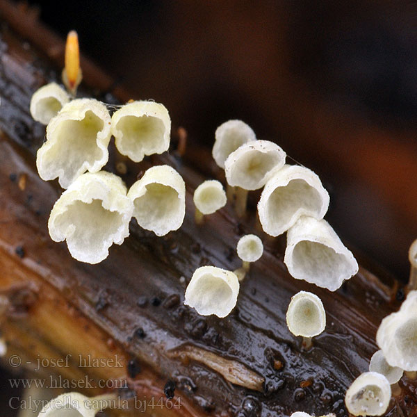 Nässelkuping Calyptella capula Cyphella laeta Číšoveček kápovitý