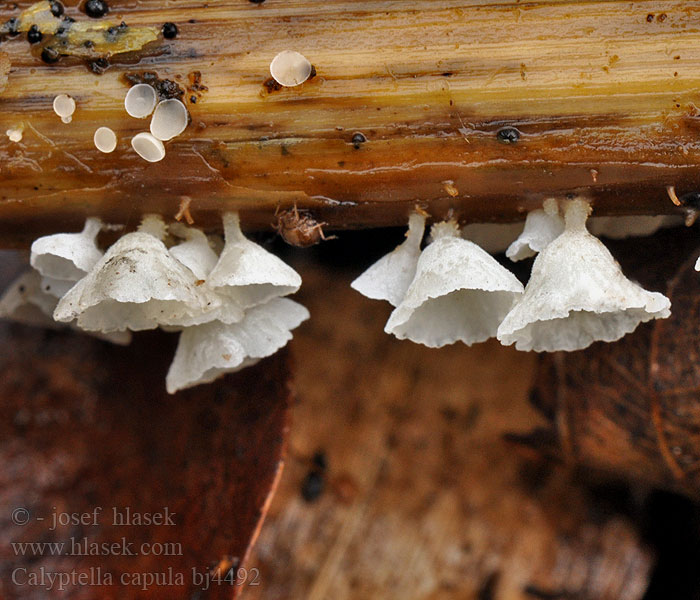 Calyptella capula bj4492