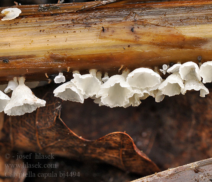 Calyptella capula bj4494