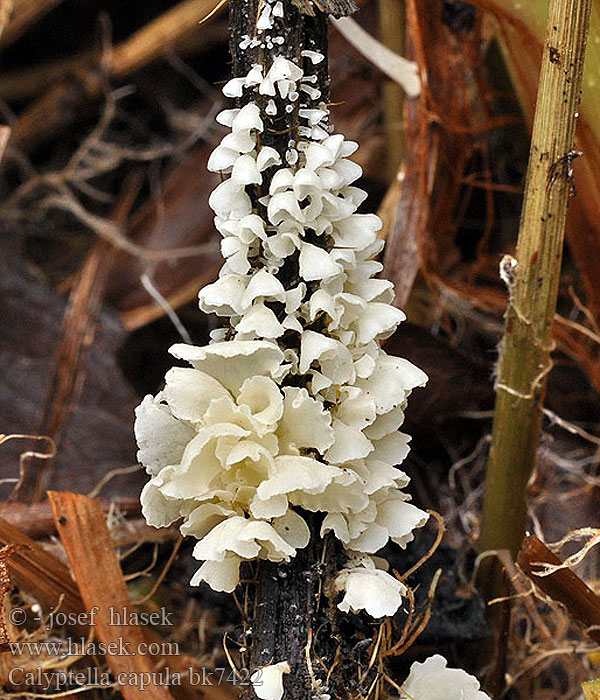 Calyptella capula bk7422