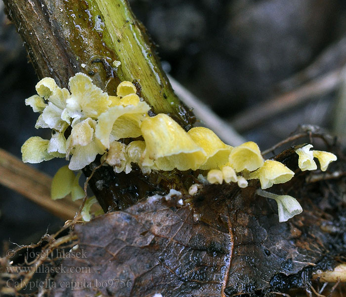 Calyptella_capula_bo9756