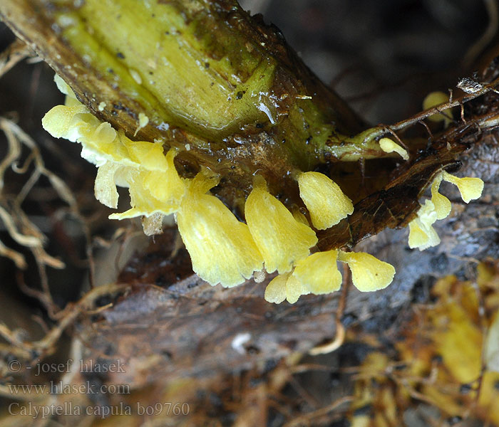 Calyptella capula Brandnetelklokje