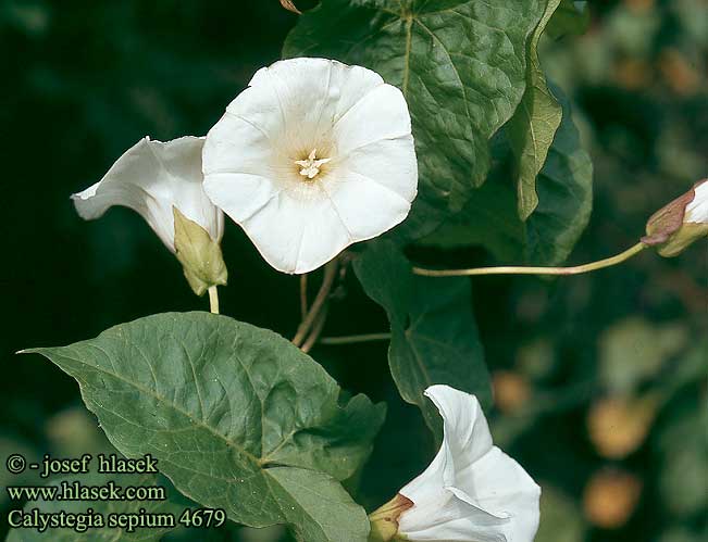 Calystegia sepium Hedge Bindweed Garde-snerle