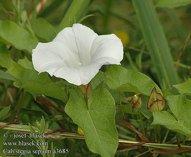 Calystegia sepium Convolvulus Hedge Bindweed Gærde-snerle