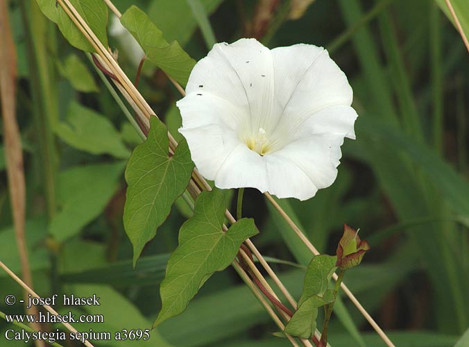 Calystegia sepium Liseron haies Haagwinde Vilucchio bianco